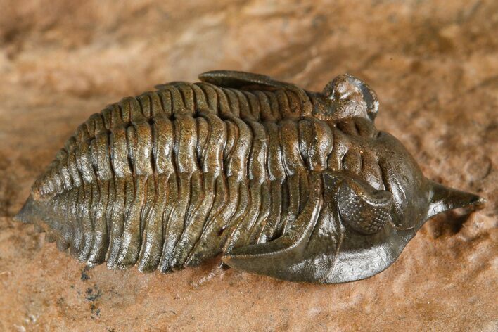 Uncommon Pseudocryphaeus (Cryphina) Trilobite - Lghaft, Morocco #382858
